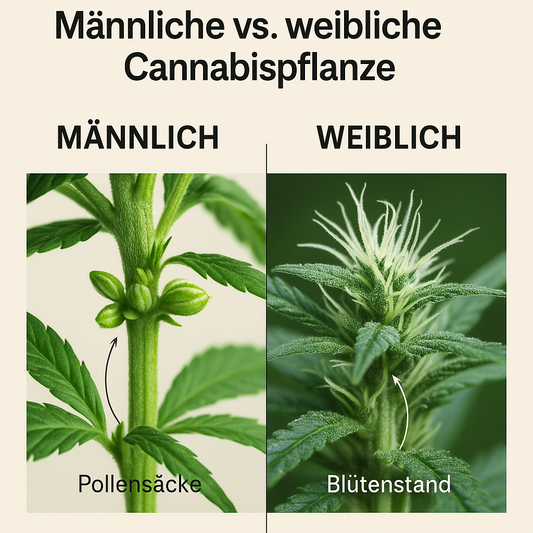 Männliche vs. weibliche Cannabispflanzen – Erkennen, unterscheiden & verstehen