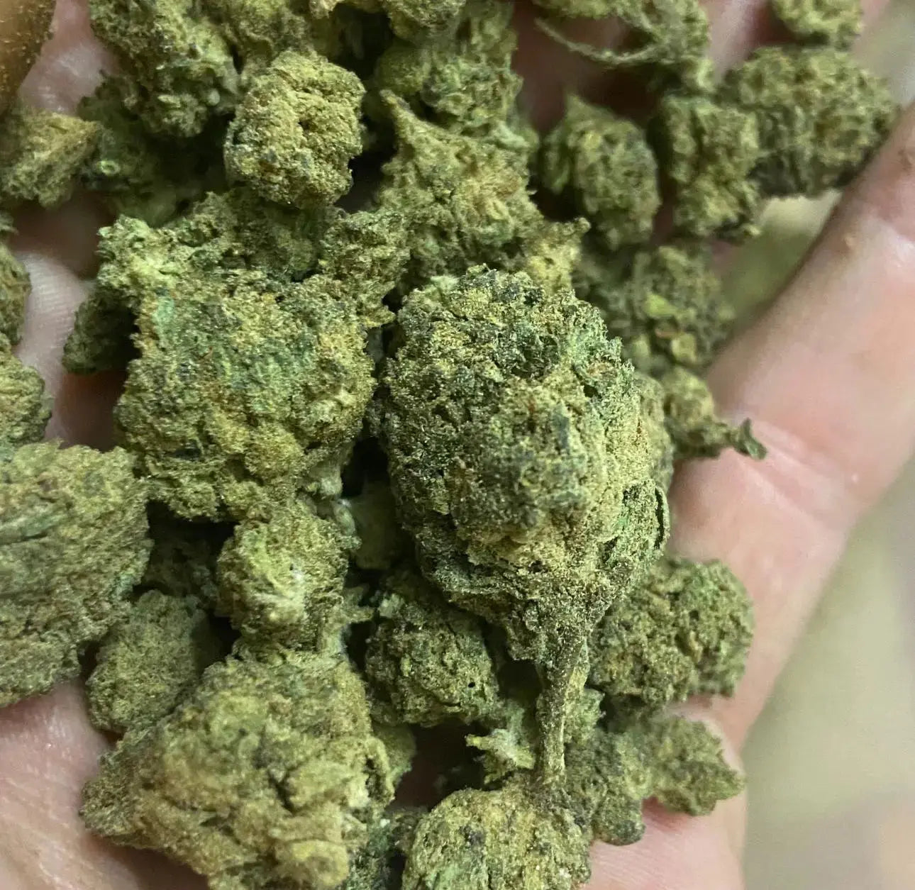 🦍 GORILLA GLUE – Hanfblüten mit 40 % Sativanol